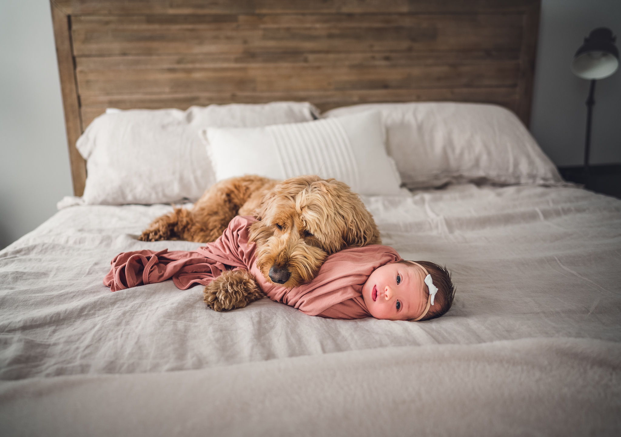 In home newborn session with dog